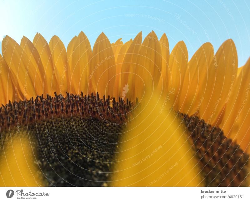 Ring of Fire Sunflower petals Yellow Blue sky Sky Nature Plant Exterior shot Flower Summer Blossom Blossom leave Close-up Detail naturally Garden Blossoming