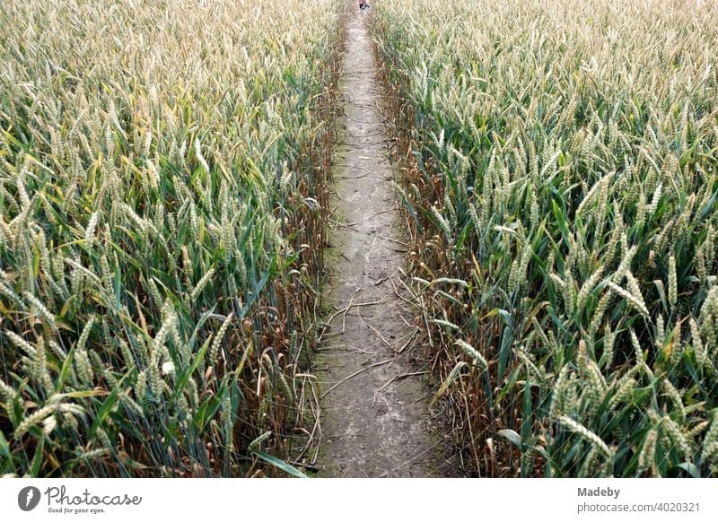 Trail through a grain field in summer between Oerlinghausen and Asemissen near Bielefeld in the Teutoburg Forest in East Westphalia-Lippe off path Field