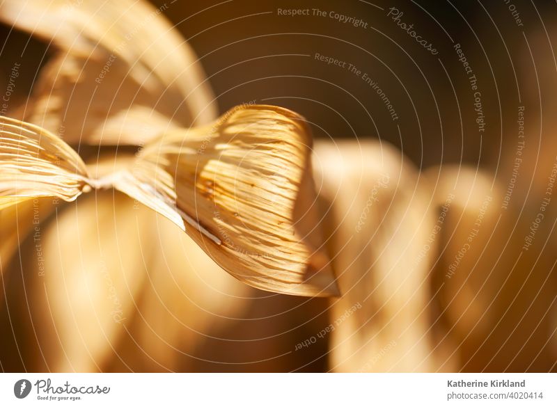 Brown Curled Leaf brown orange closeup macro leaf leaves foliage abstract Season Seasonal Fall Autumn Plant texture curve curl curved curled shadow light change