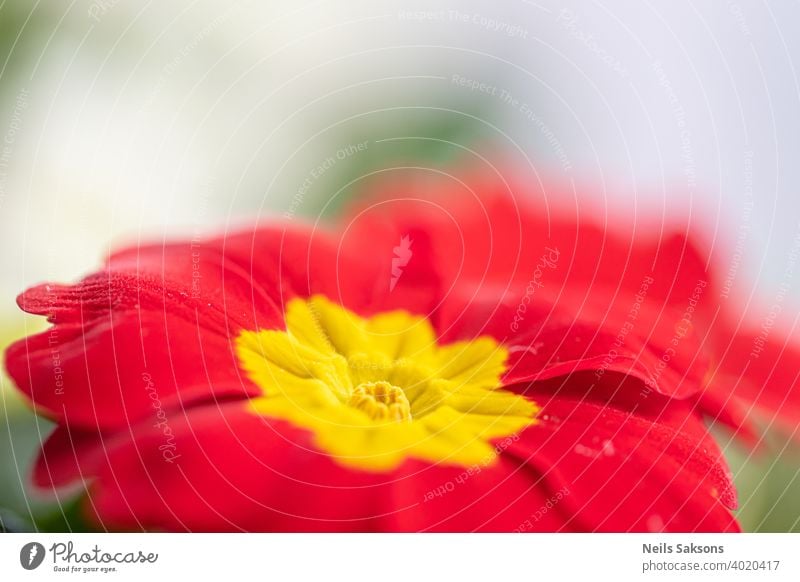 Close up of common primroses (primula vulgaris) in bloom flower red nature flowers yellow garden spring green plant orange flora summer beauty macro color