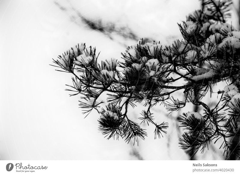 snow covered pine tree branch, white natural background winter christmas fir nature frost forest cold green evergreen spruce season needle ice frozen xmas plant