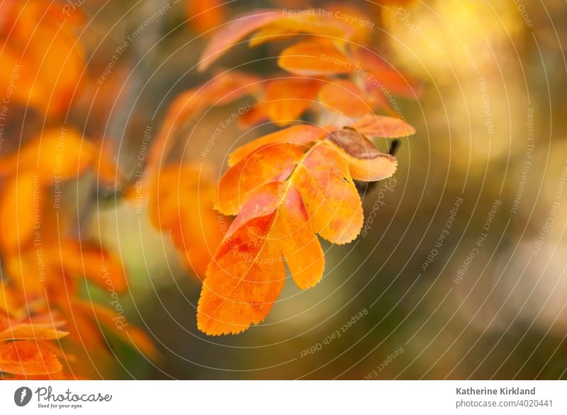 Orange Leaves Closeup leaf leaves cluster orange yellow Color colorful colour Autumn Fall autumnal Season Seasonal change tree Plant copy space foliage woods