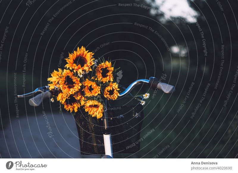 Vintage bicycle with sunflowers basket bike vintage stylish bouquet female retro wheel old romantic womanish england uk europe outside outdoor girly feminine