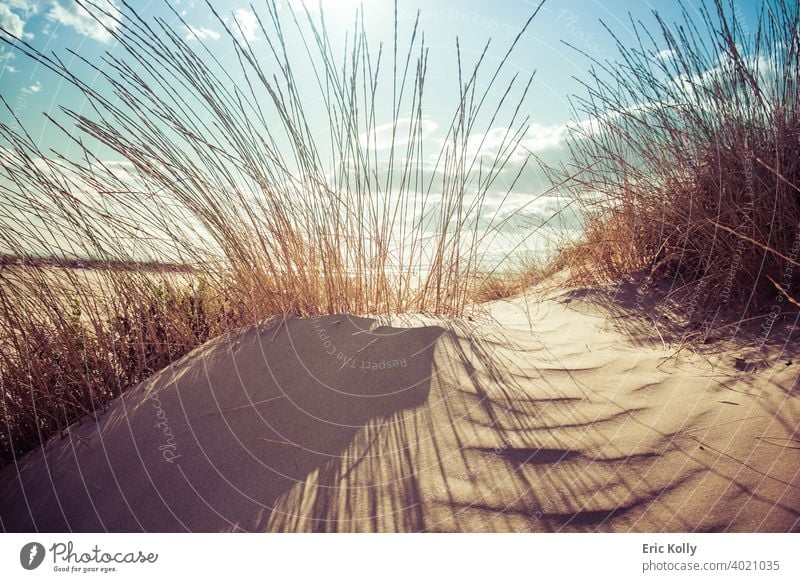 Small sand dune covered by Bush on the beach of Agde, France Beach Beach dune Beach vacation Sandy beach Vacation & Travel Colour photo Summer Summer vacation