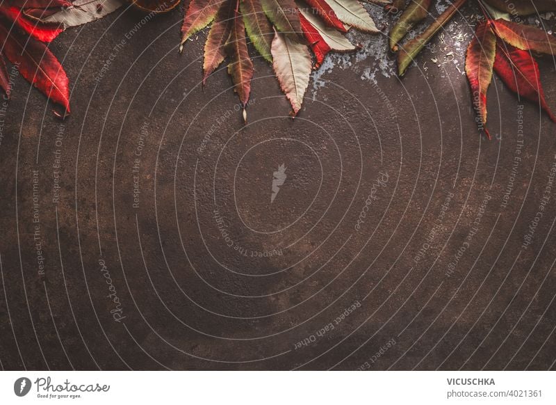 Dark autumn background with red fall leaves border. Top view dark top view half pumpkin frame nature design rustic leaf plant natural