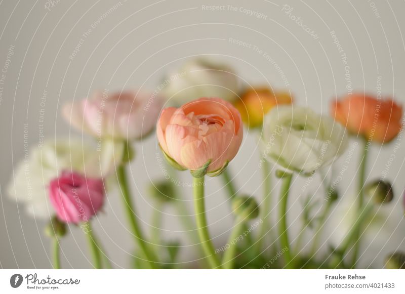 Ranunculus flowers and buds in apricot, white, pink and pink, with only the foremost flower (apricot) in focus, everything else is blurred. Background is white.