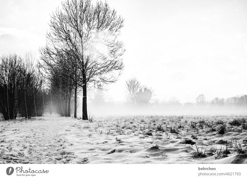 Quiet morning pretty Enchanted forest Snow layer Winter walk chill trees silent Weather Sunlight Exterior shot winter landscape Cold Winter's day Snowscape