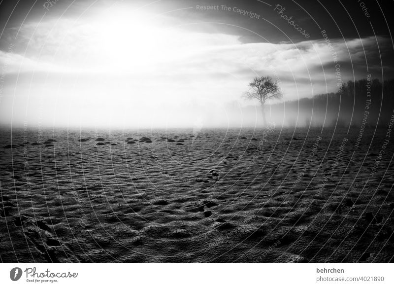 mysteryland Tree trunk Branches and twigs Mystic Calm Environment Seasons Hoar frost Frozen Freeze Sky Landscape Frost Deserted Snowfall Agriculture Fabulous