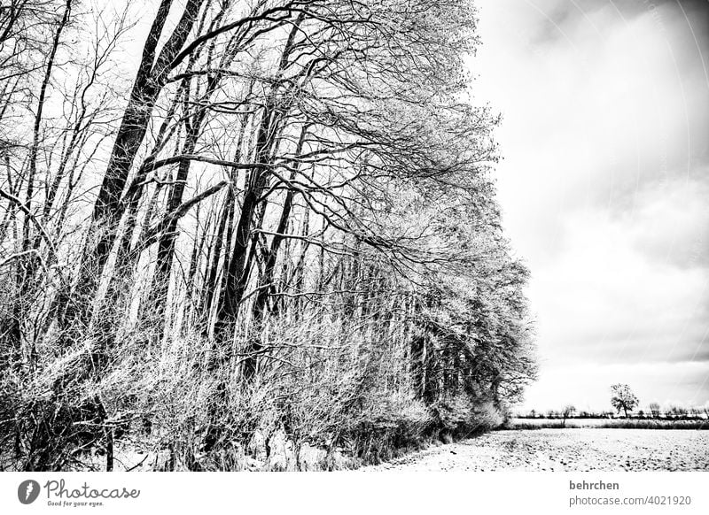 Relax Tree trunk Branches and twigs Mystic Climate Gorgeous Dream Black & white photo Fog Mysterious Enchanted forest pretty Dreamily idyllically Snow layer