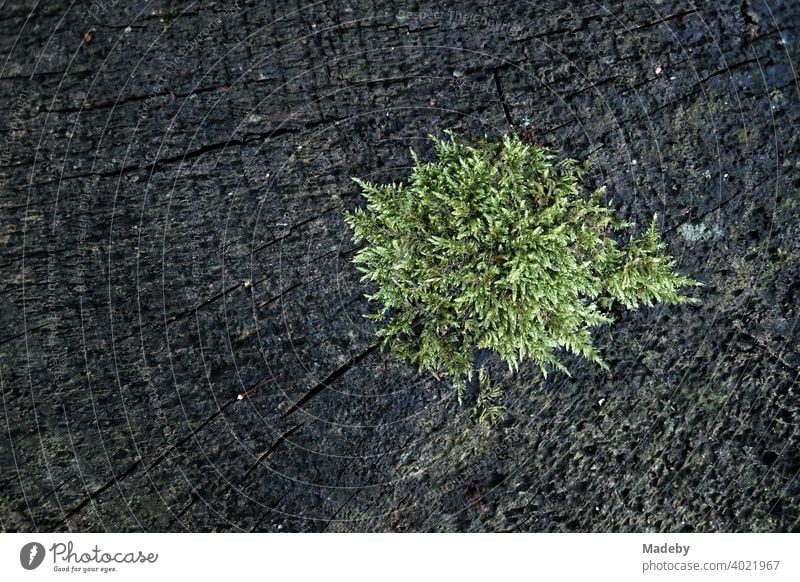 Green lichen on the annual rings of an old tree trunk on a farm in Rudersau near Rottenbuch in the district of Weilheim-Schongau in Upper Bavaria Plant flora