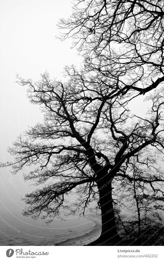 Island Rügen Environment Nature Landscape Plant Water Sky Clouds Autumn Bad weather Fog Tree Grass Bushes Wild plant Forest Coast Beach Bay Baltic Sea Ocean