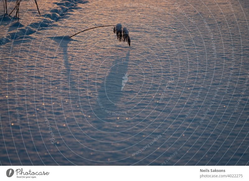 reed with long shadow on ice and snow covered river, some animal footprints in background, cold morning sunlight and some fallen stars on snow beach beautiful