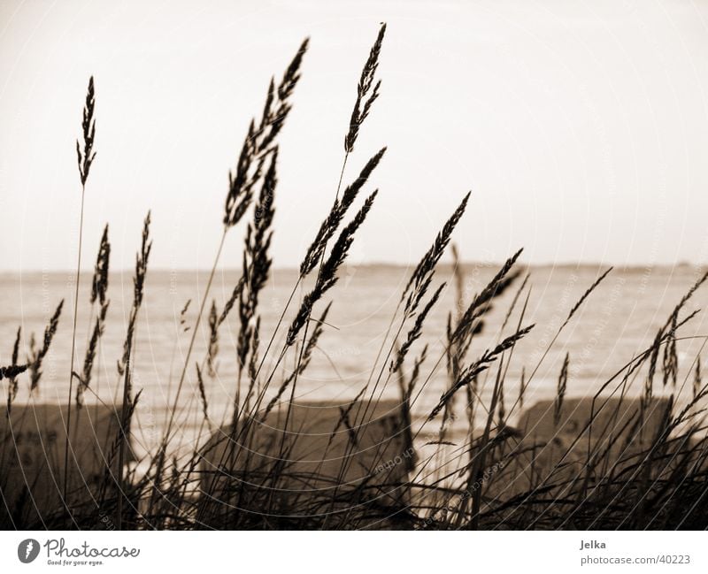 lagoon jug Ocean Landscape Grass Baltic Sea Tourism Common Reed Beach chair Europe Black & white photo Exterior shot Deserted Twilight