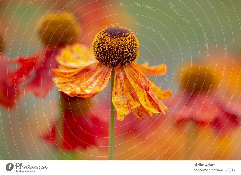 Summertime - Red flower of the sunflower ( Helenium ) Shallow depth of field blurriness Isolated Image Macro (Extreme close-up) Detail Close-up Exterior shot