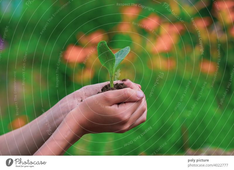 Hand holding pumpkin seedling Summer Life Youth (Young adults) Identity Environment Environmental pollution Environmental protection Future Pumpkin Sapling