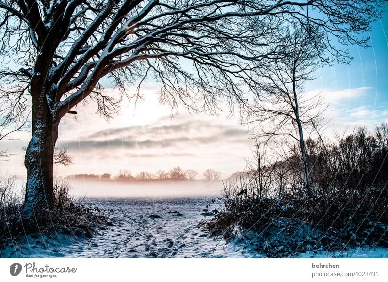 for airene:) Tree trunk Branches and twigs Sun Sunlight Snowfall White Winter Forest Field Meadow Nature Environment Calm Sky Landscape Frost trees