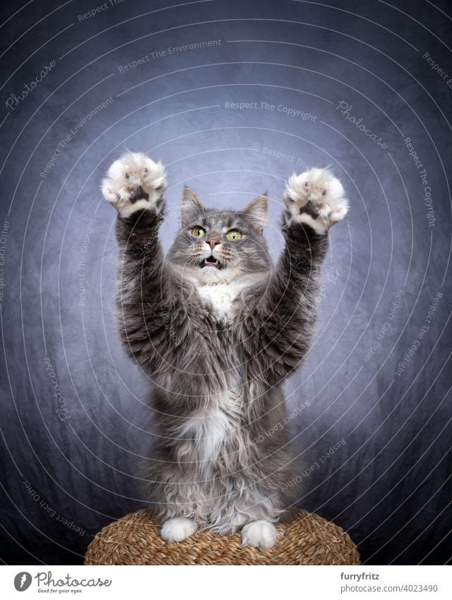 playful maine coon cat raising both paws pets fur feline longhair cat white copy space one animal raising paws raising arms playing indoors studio shot concrete