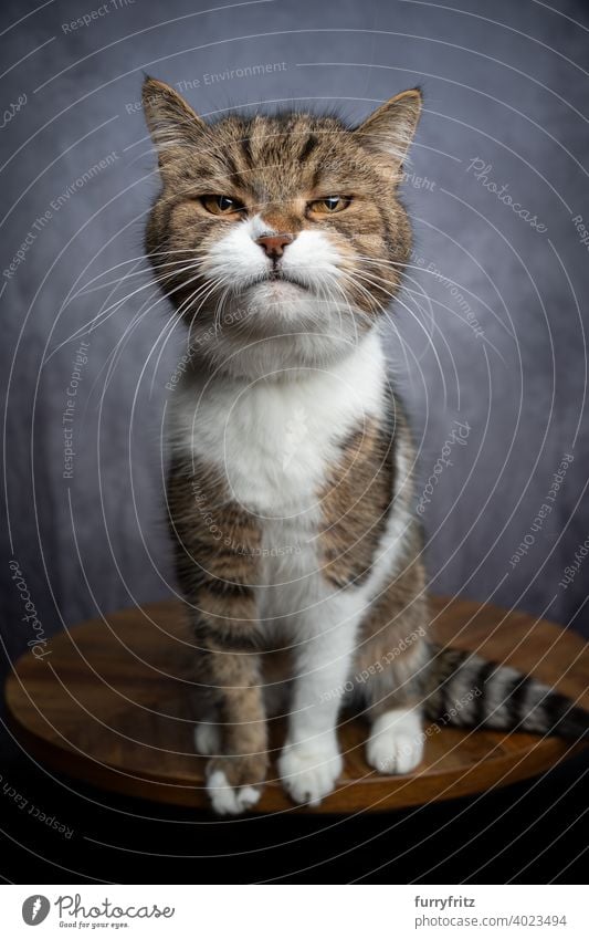 funny cat looking at camera suspiciously pets fur feline british shorthair cat tabby white one animal indoors studio shot concrete annoyed angry funny face cute