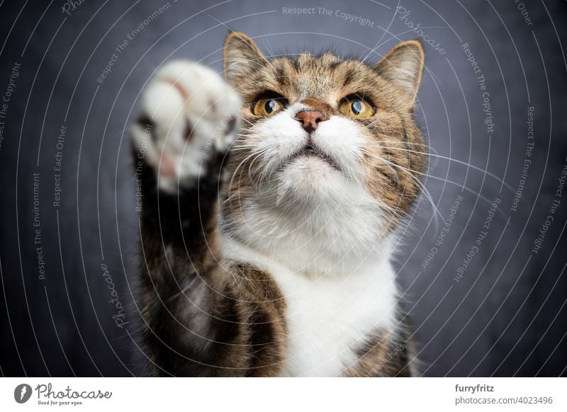 greedy cat reaching for treat raising paw pets fur feline british shorthair cat tabby white one animal indoors studio shot concrete looking up playful playing