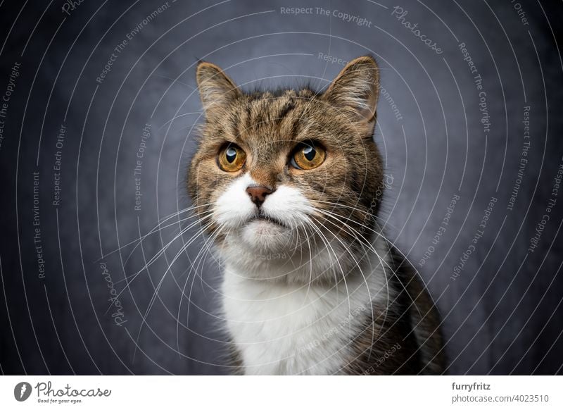 cute tabby white british shorthair cat studio portrait pets fur feline one animal indoors studio shot concrete looking curious