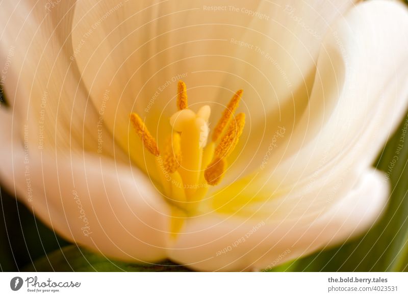 Tulip white Pistil White Blossom Flower Plant Spring Colour photo Blossoming Day Interior shot Close-up pretty Deserted