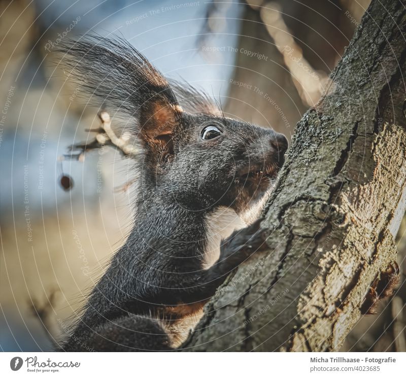 Squirrel climbing the tree trunk sciurus vulgaris Animal portrait Animal face Head eyes Ear Nose Muzzle paws Wild animal Tree Beautiful weather sunshine