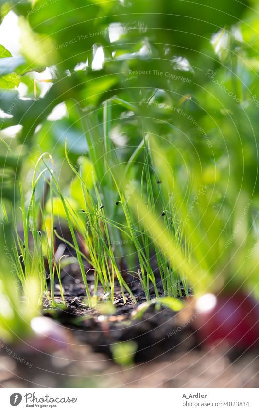 Close up of spring onions in vegetable patch Onion Leek vegetable leek Macro (Extreme close-up) macro macro photography Green Vegetable Vegetable garden