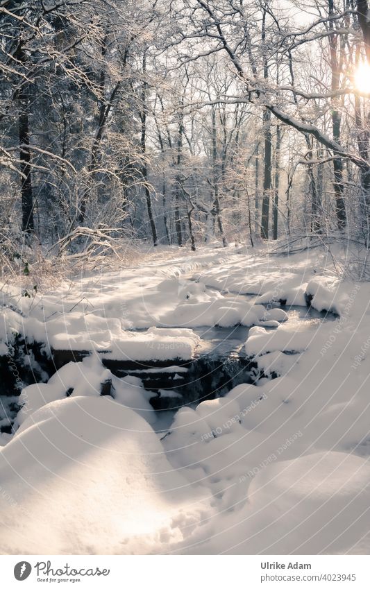 Another bit of winter wonderland - snow covered stream in winter forest Garlstedt Osterholz-Scharmbeck Climate Environment Lower Saxony Bremen idyllically