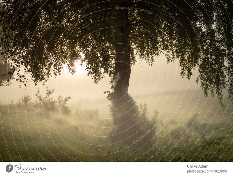 The mystical birch - tree in the fog at sunrise in the Teufelsmoor near Worpswede Fog Birch tree devil's mire Mystic Osterholz-Scharmbeck Bremen Landscape Haze