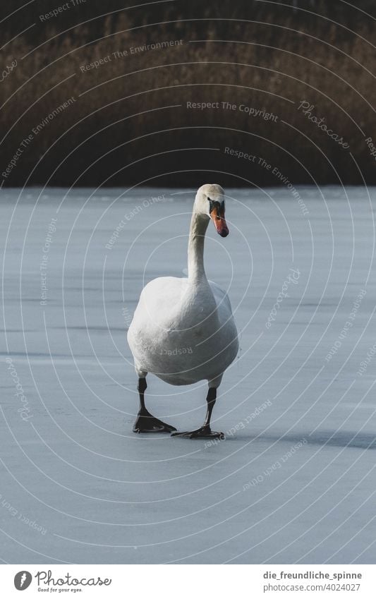 Swan on ice Bird Flying Spring Branch Animal Exterior shot Nature Feather Small Close-up Winter Beak Wild pretty animal world Ornithology Colour photo