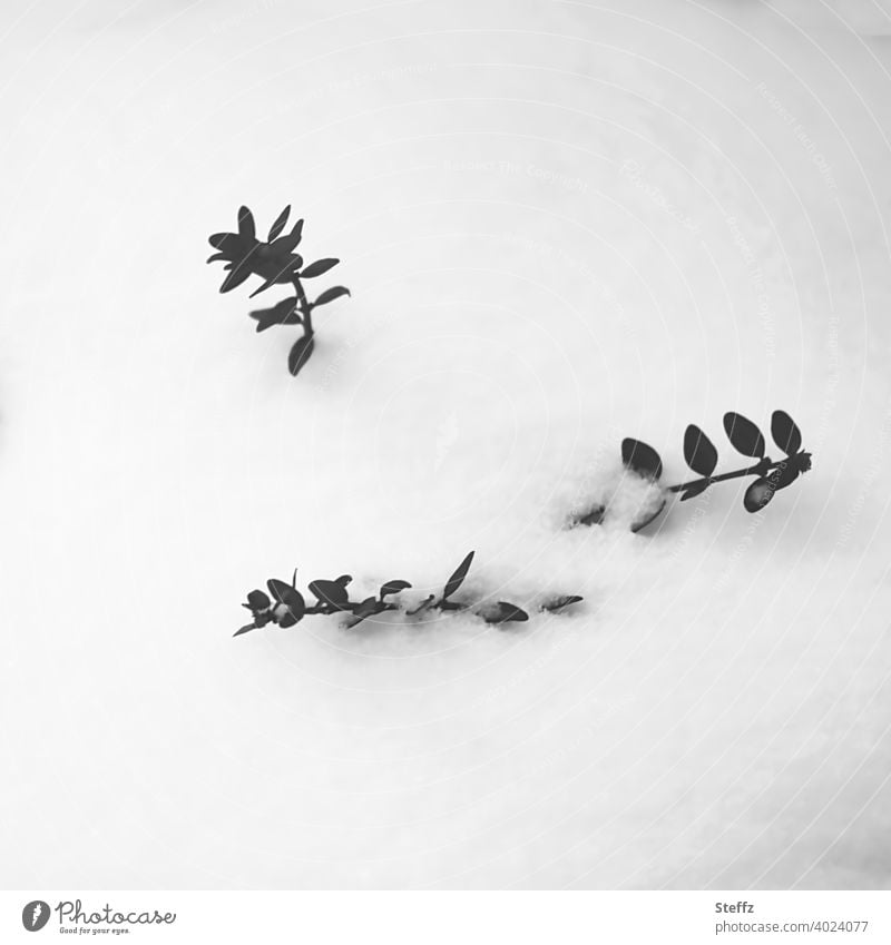 the box tree is sunk in the snow Beech Snow snow-covered Snow layer Evergreen February Winter Silence snow cap onset of winter chill Cold Box hedge Seasons