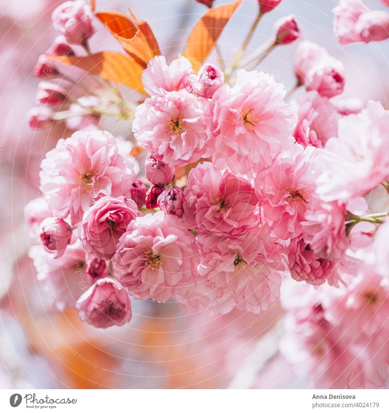 Sakura flowers in bloom sakura tree cherry blossom sky blue pink spring japan nature park season white natural plant garden petal blooming beauty fresh floral