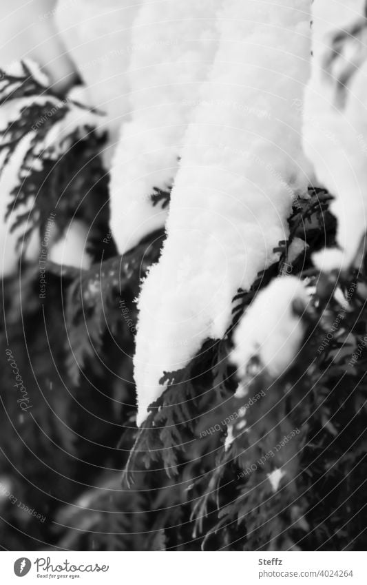 Thuja hedge under a thick snow cap thuja thuja jacket Hedge Snow Snow layer February snow-covered snowy in the snow winter cold onset of winter Winter's day