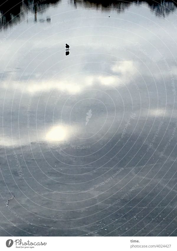 Sunday stroll Bird Ice reflection Clouds Lake frozen Sky Horizon Back-light smooth sunny Shadow fracture line animal portrait on one's own Lonely