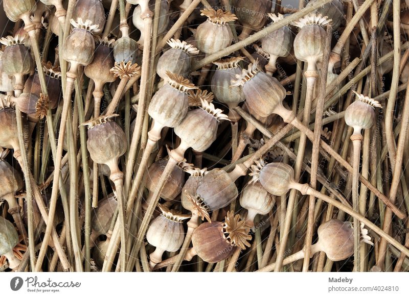 Dried poppy plants with stalk and capsule in summer sunshine in a garden in Wettenberg Krofdorf-Gleiberg near Giessen in Hesse, Germany Poppy Poppy capsule