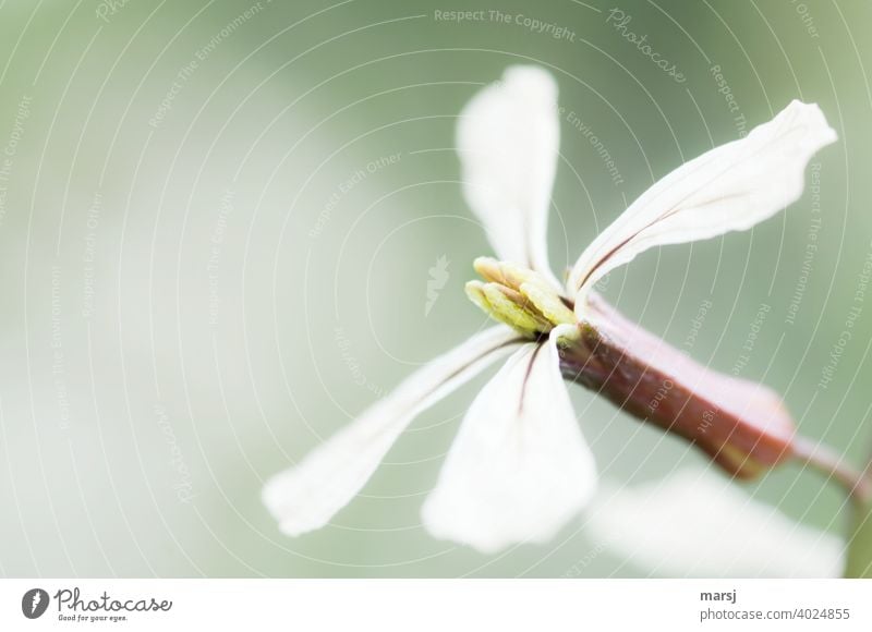 The delicate flower of the mustard lily Blossom Edible salad plant Senfrauke Rucola Food Lettuce Vegetarian diet Spring Diet Healthy Eating Fresh