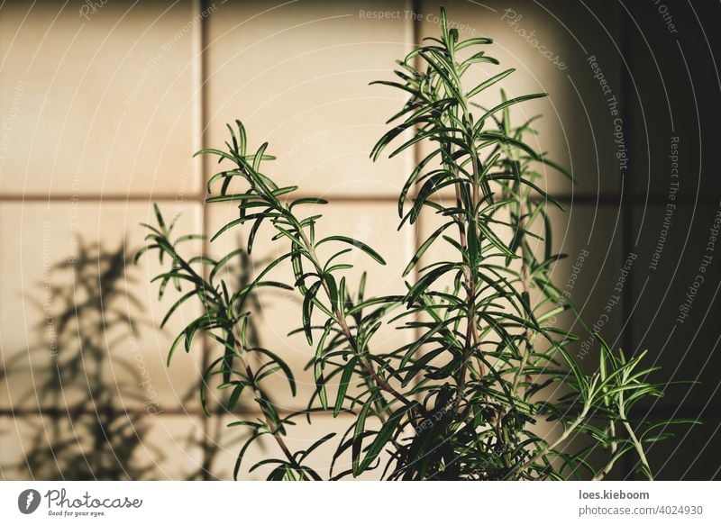 Fresh rosemary plant in vintage kitchen with tiles sunlit with shadows retro food ingredient house cooking leaf green herb natural fresh organic old aromatic