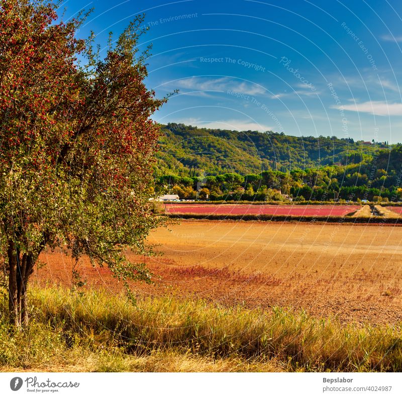 View of the Strunjan nature park, Slovenia strunjan strunjan nature park common hawthorn red berries fruits oneseed hawthorn single-seeded hawthorn slovenia