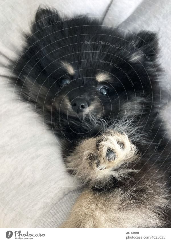 Pomeranian puppy Dog Puppy Puppy dog Paw Pelt peak Black Gray Beige Pygmy Spitz Looking into the camera direct look Animal Pet 1 Colour photo Animal portrait