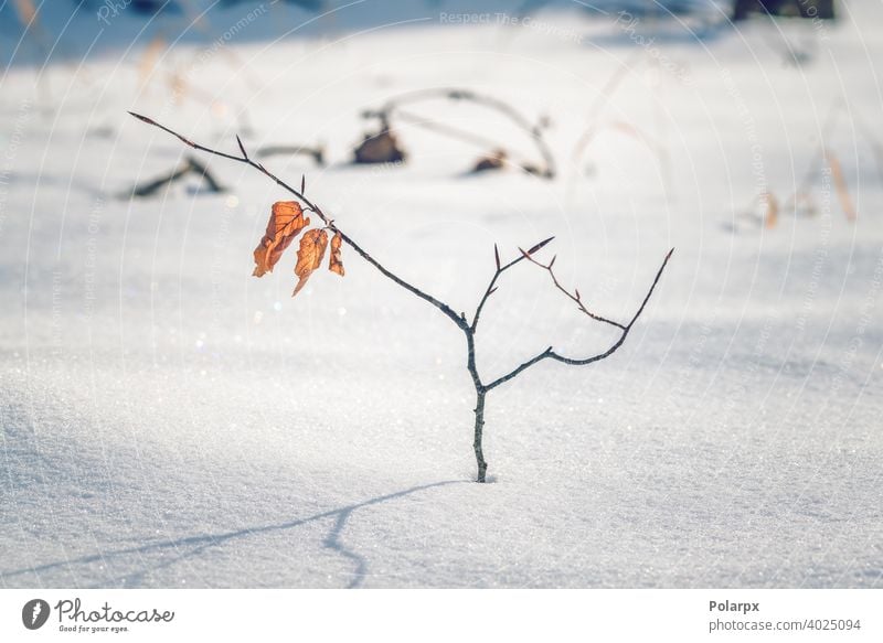 Small beech tree with golden colored leaves forestry october dry wonderland wild cold fall november december snowflake snow covered first woodland frozen snowy