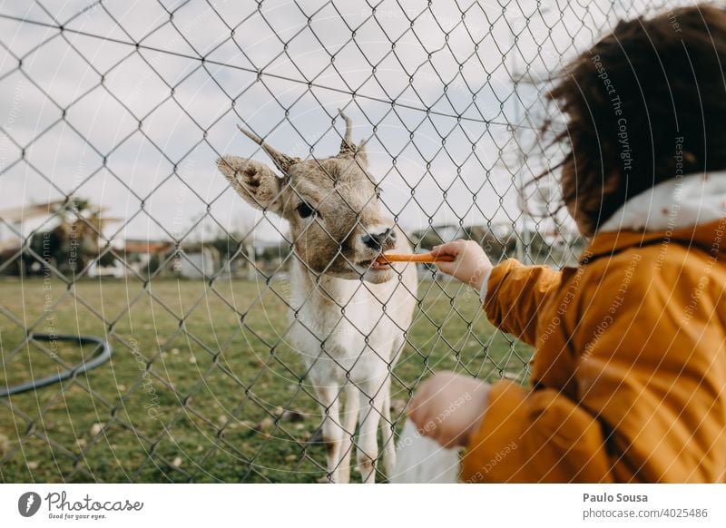 Child feeding doe through the fence Feeding Love of animals Nature Wild animal Exterior shot Animal To feed Shallow depth of field Animal face Deserted