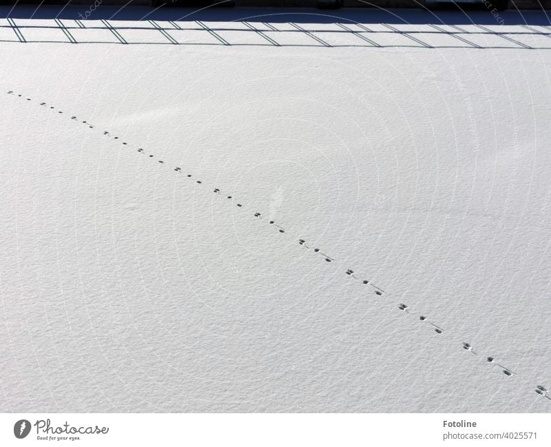 Tracks in the snow VII. Who ran across the bridge and then over the ice? I don't know. Snow Snow layer footprints Winter Cold Snow track White Exterior shot