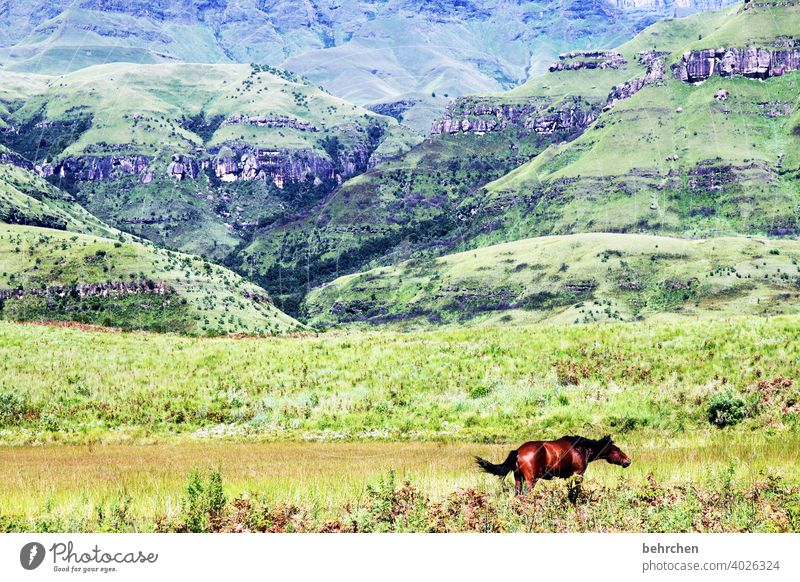 freedom Sunlight Contrast Light Day Exterior shot Colour photo Drakens Mountains South Africa Gorgeous pretty Wanderlust Hiking Green Fantastic Exotic