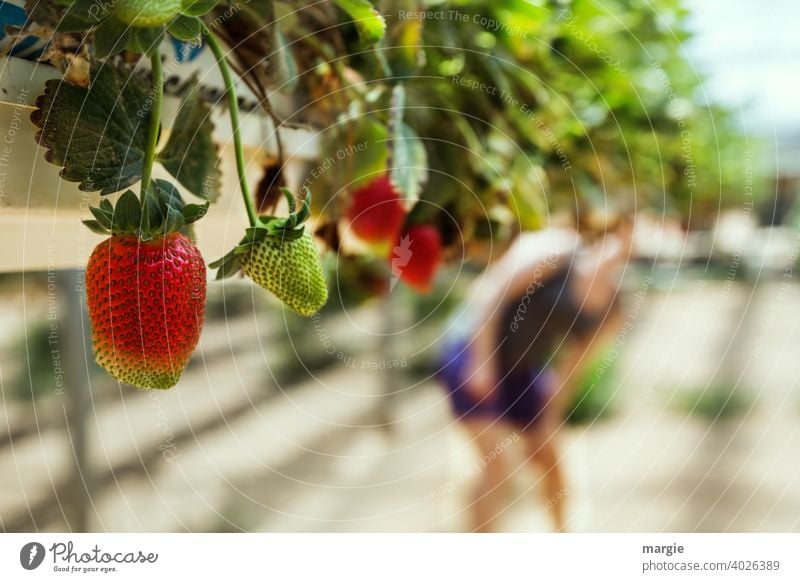 Strawberry growing in planting troughs, the fruit literally grows into your mouth! Close-up Nutrition Fruit Vegetarian diet Colour photo Healthy Eating