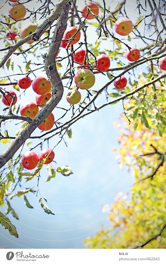 apple Food fruit apples Nutrition Organic produce Vegetarian diet Plant Summer Autumn Climate Beautiful weather tree Garden Field Growth Apple tree