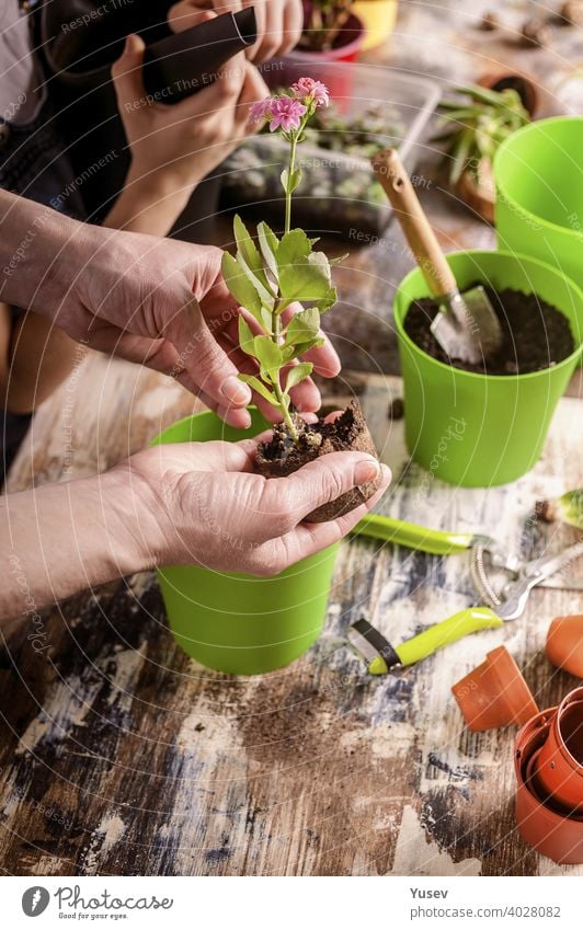 beautiful hands of a caucasian woman are holding a seedling of a pink flower. mother and daughter are gardening at home. family activity. close-up. plant nature