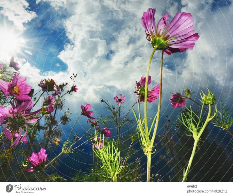 Indestructible Cosmea Environment Growth Close-up Bright Colours Ease Green purple Violet Fresh fragrant Enthusiasm naturally Together Mysterious Peaceful