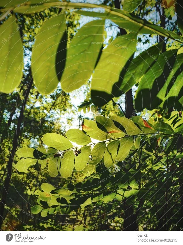 Angle elements Leaf canopy Nature Colour photo Environment Sunbeam Tree Back-light Illuminate Light Light (Natural Phenomenon) Day Shadow Deserted