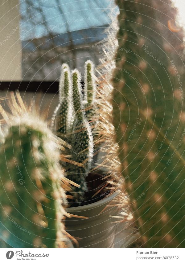 Cacti on the window sill in front of a window pane in the apartment in the sun Flat (apartment) Window board Window pane Light View from a window Interior shot