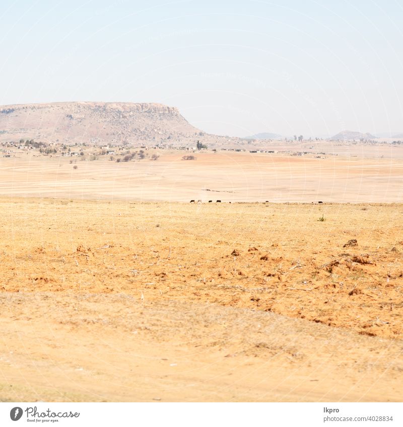 in south africa  land bush     and tree landscape yellow green mountain hill lesotho park gry cloud african nature national scenic grass savannah reserve kenya